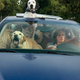 Image for article titled Year Of The Dog